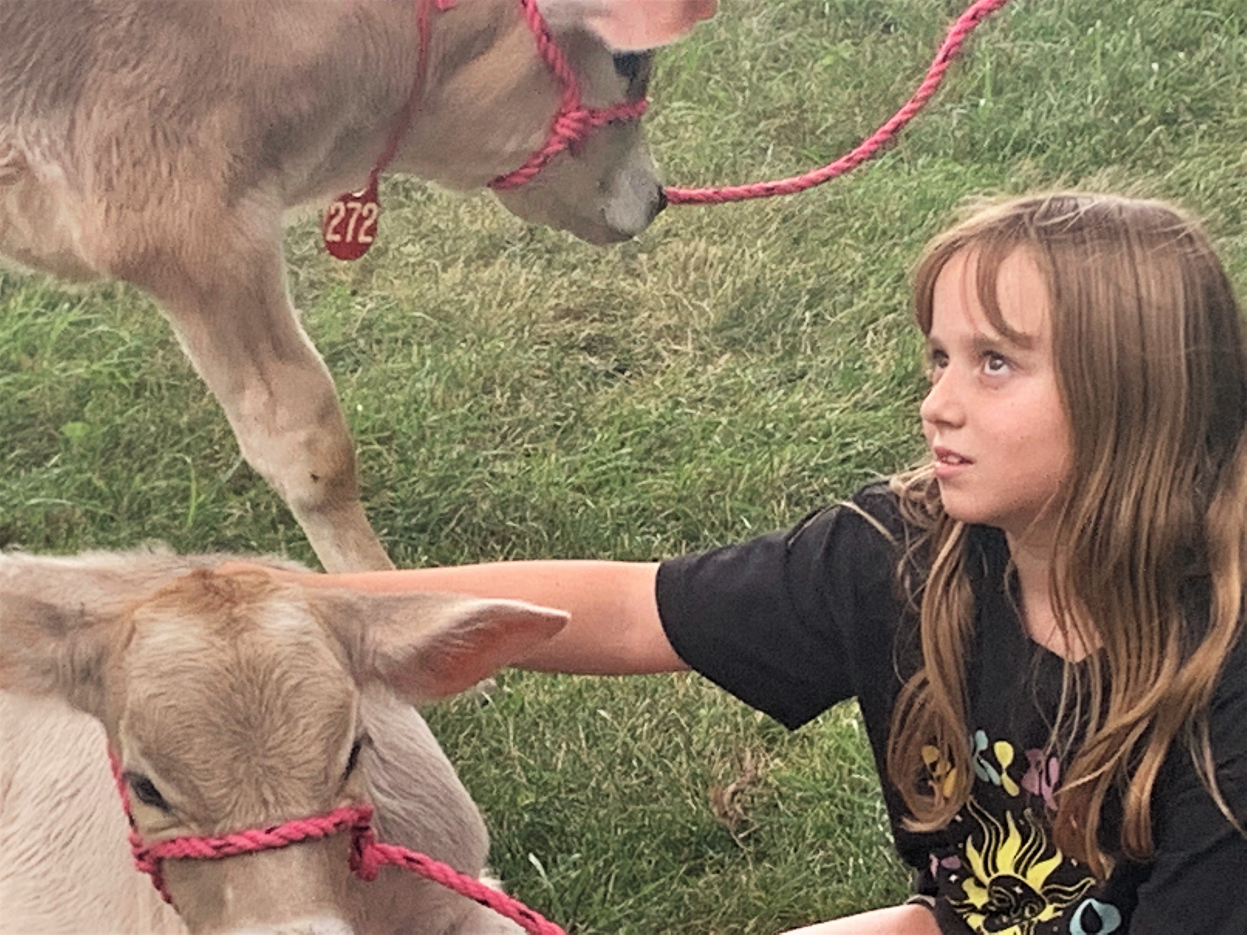 Cow Camp, Owatonna, Clover Glen Farms