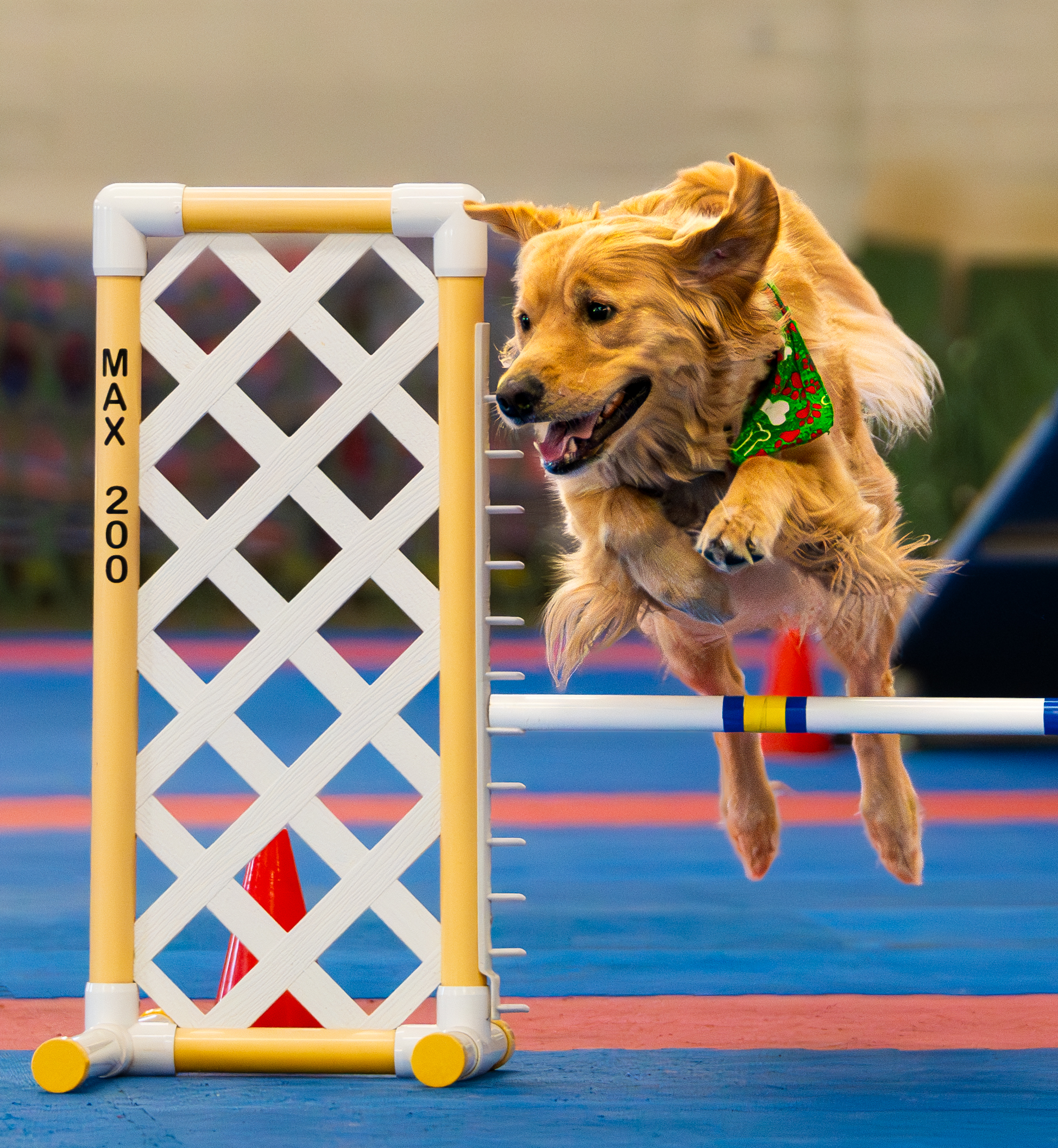 Paws 4 Fun, Owatonna, dog training, agility, indoor facility, obedience