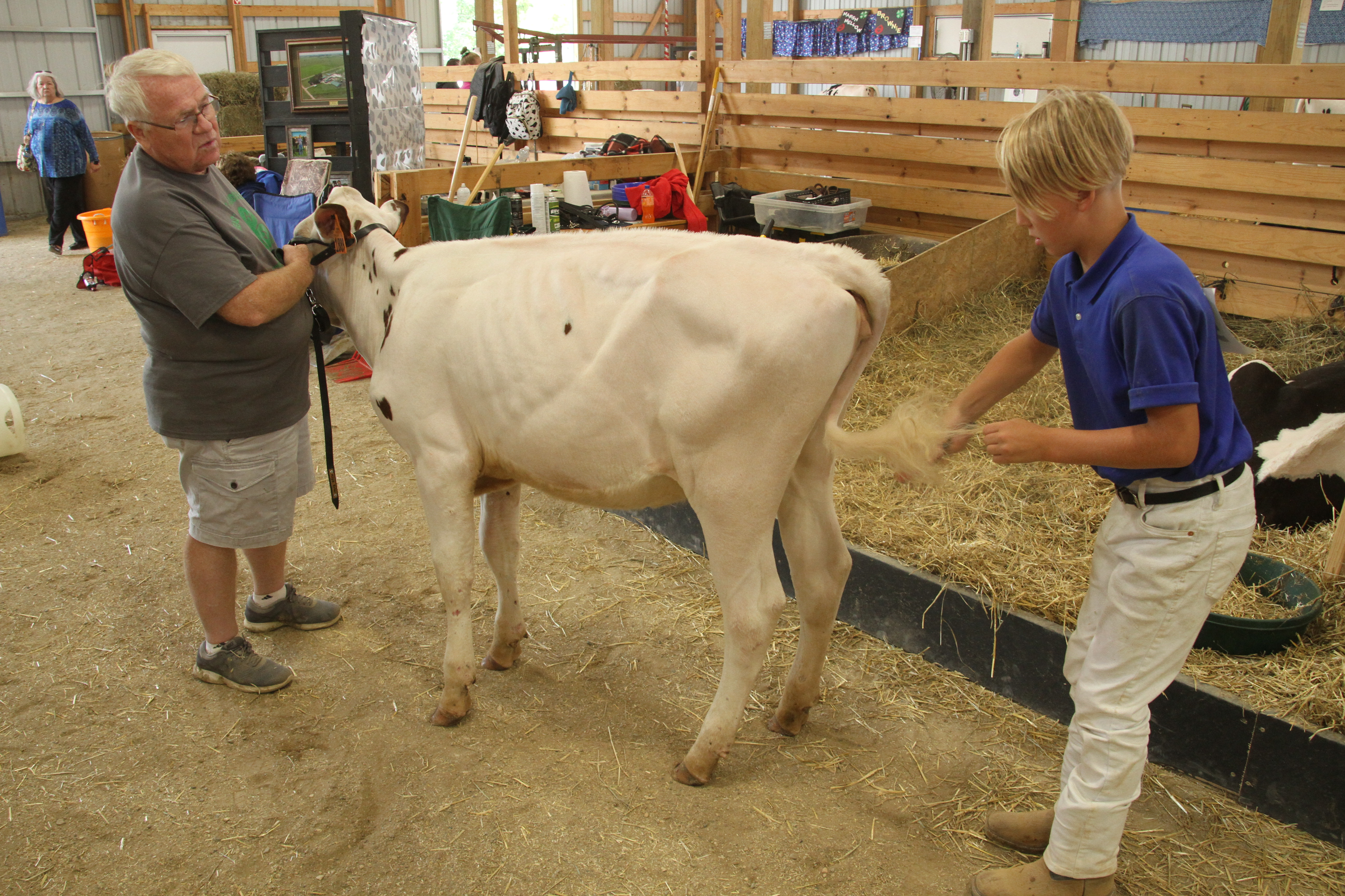city kid, cow, 4h, owatonna, scff