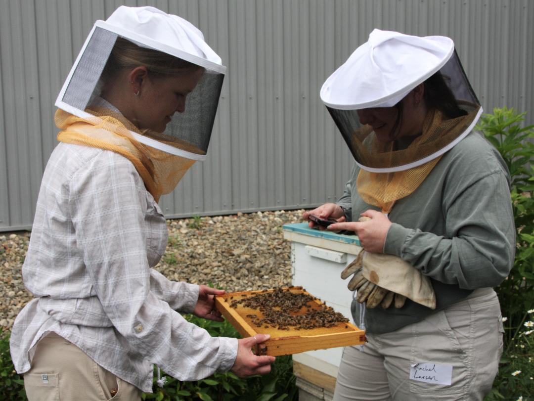 Plan bee: Field day highlights hives, bee keeping, Owatonna