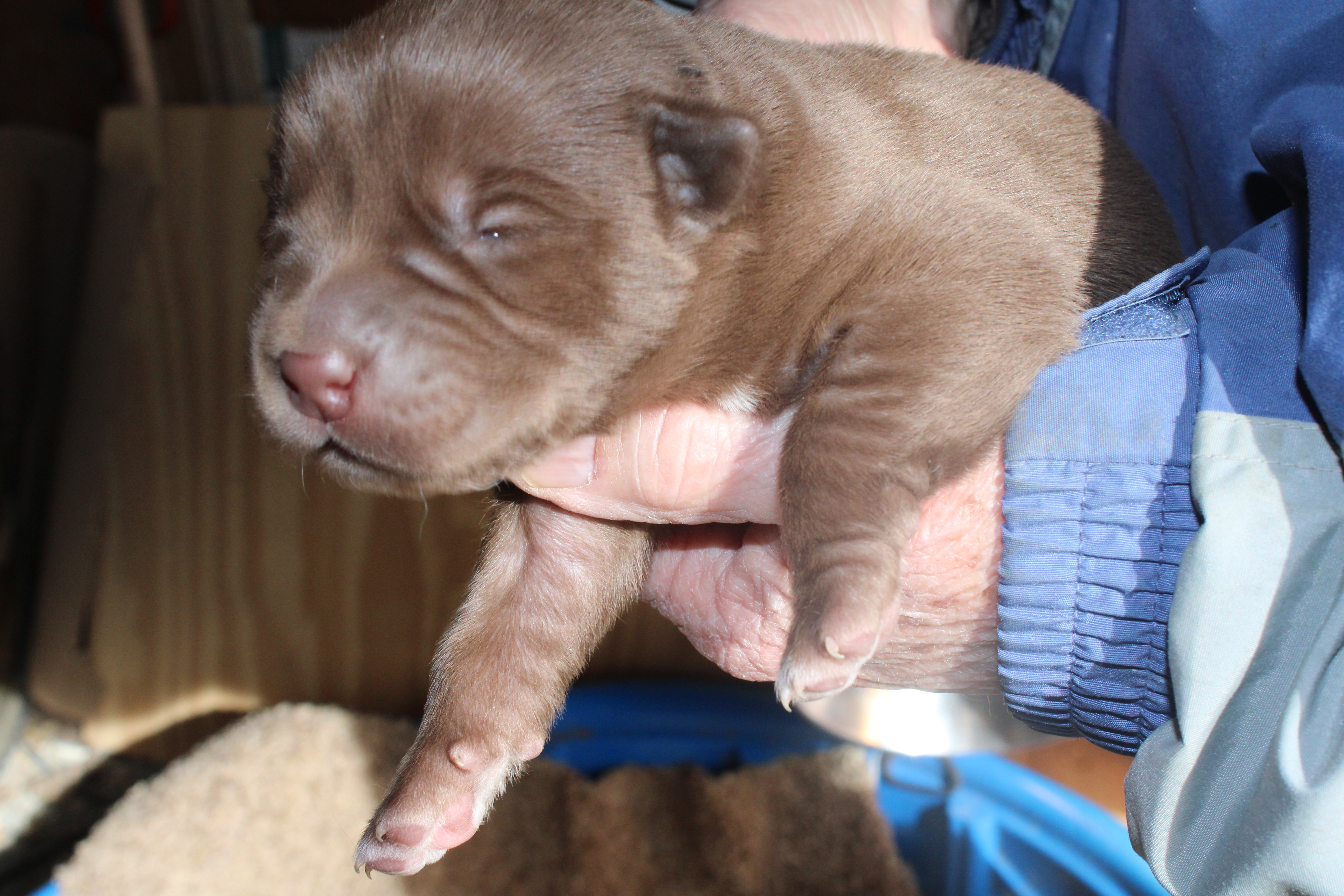 puppies, valentine's pups, dog rescue