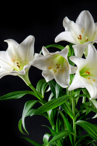 Myrtle Burke, 90, Austin, obituary